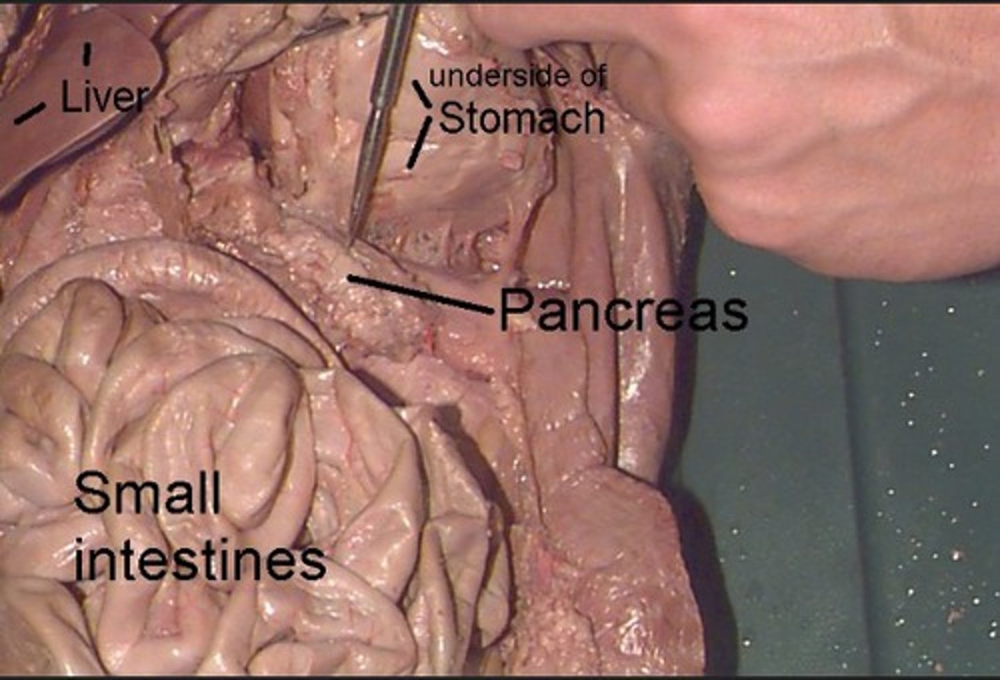 knowt flashcard image