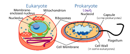 <ul><li><p><span><span>Smallest unit of structure AND function in all living things (each cell performs all the </span><u><span>life processes </span></u><span>(metabolism) to maintain homeostasis)</span></span></p></li><li><p><span><span>Enclosed by </span><u><span>membranes</span></u><span> that maintains an internal environment separate from external environment</span></span></p><ul><li><p><span><span>All membranes are made of phospholipids</span></span></p></li></ul></li></ul><p></p>