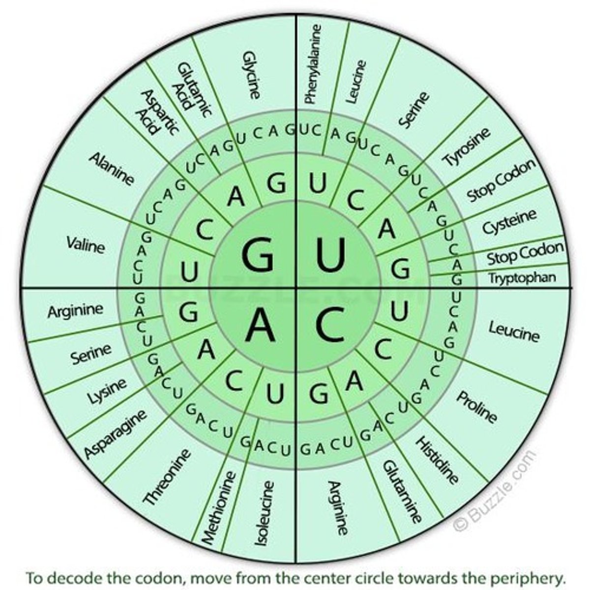 <p>Three-nucleotide sequence coding for an amino acid.</p>