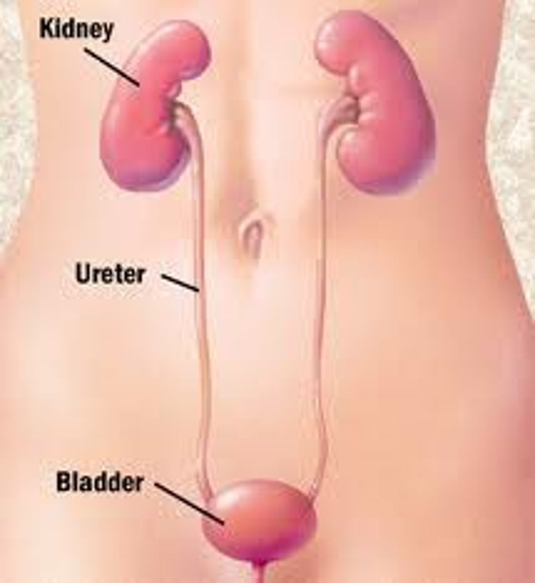 <p>Ureter</p>