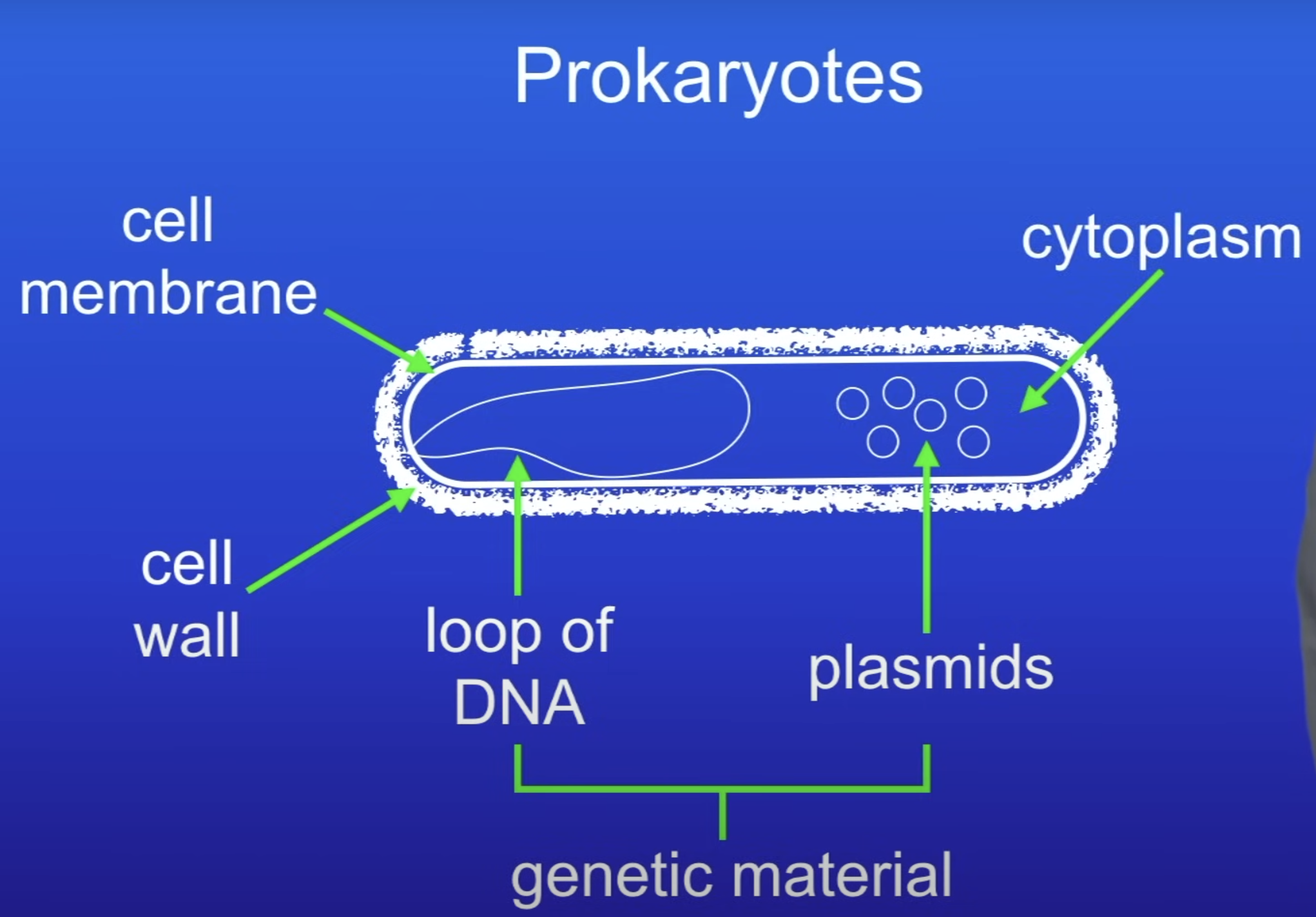 <ol><li><p>Cytoplasm</p></li><li><p>Cell membrane</p></li><li><p>Cell wall</p></li><li><p>Single DNA loop </p></li><li><p>+ may be 1 or more small rings of DNA (plasmids)</p></li></ol>