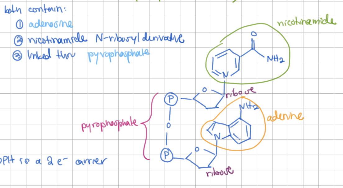 <p>NAD/NADPH structure - both contain: </p><ul><li><p><u>adenosine</u></p></li></ul><ul><li><p>nicotinamide N-ribosyl derivative</p></li><li><p>linked thru <u>pyrophosphate</u></p></li></ul><p></p>