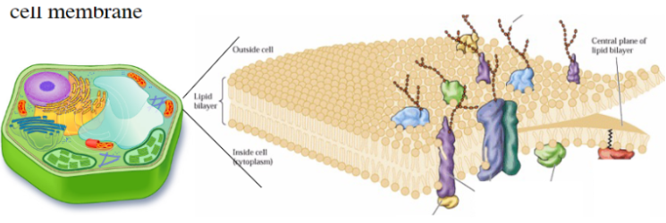 <ul><li><p><span style="background-color: transparent; font-family: &quot;Helvetica Neue&quot;, sans-serif;">Rxns need to be contained within semi-permeable membrane (H<sub>2</sub>O and molecules within can’t pass through)</span></p><ul><li><p><span style="background-color: transparent; font-family: &quot;Helvetica Neue&quot;, sans-serif;">Hydrophobic (lipid/fat) cell membrane</span></p></li><li><p><span style="background-color: transparent; font-family: &quot;Helvetica Neue&quot;, sans-serif;">Key reason why organisms need to build + consume fats/oils</span></p></li></ul></li></ul><p></p>