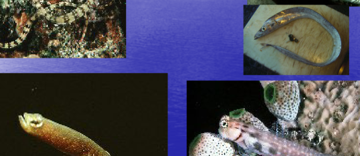 <p>Shape of these fish?</p>