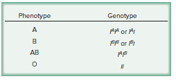 The possible genotypes and phenotypes for blood type.