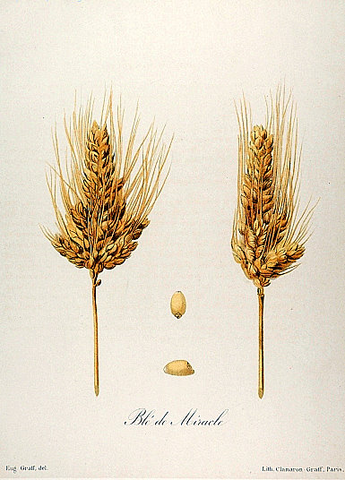 <ul><li><p>Grassenfamilie / Poaceae</p></li><li><p>Triticum aestivum: tarwe</p></li><li><p>MONOCOTYL</p></li></ul>