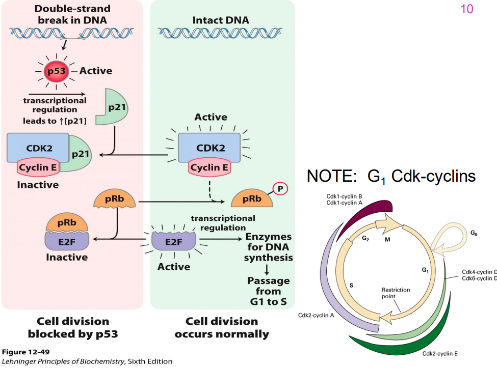 <p>DIAGRAM ON SLIDE 48</p>