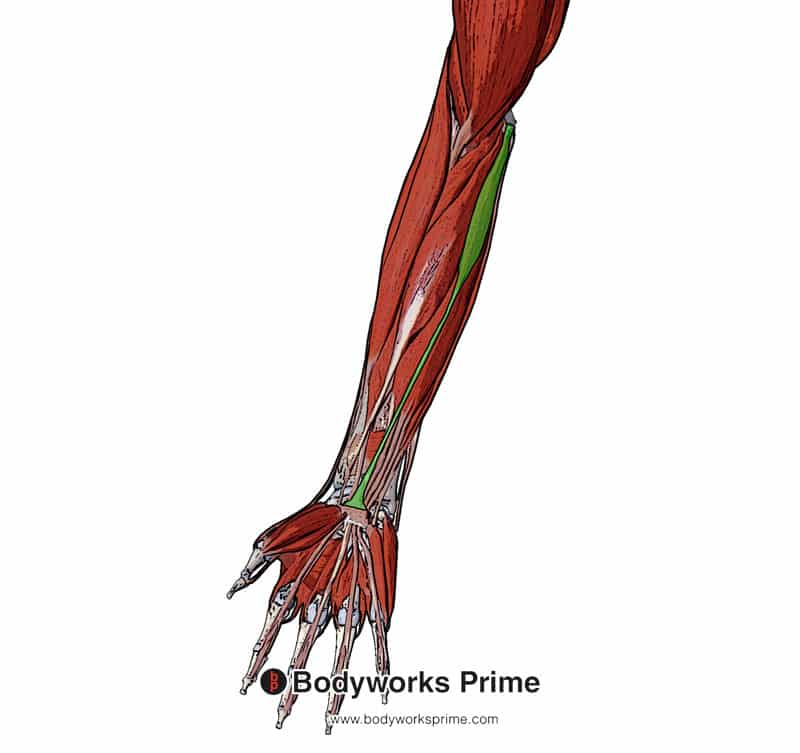 Origin: medial epicondyle of humerus 

Action: flexes wrist 