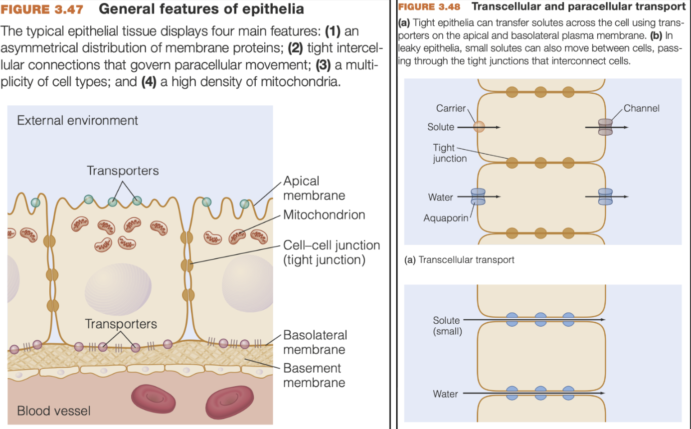 <ul><li><p><span style="background-color: transparent; font-family: "Trebuchet MS", sans-serif;"><span>Epithelial cell function depends on the asymmetrical distribution of transporters within the cell</span></span></p></li><li><p><span style="font-family: "Trebuchet MS", sans-serif;"><span>Apical cell membrane</span></span><span style="background-color: transparent; font-family: "Trebuchet MS", sans-serif;"><span> - exposed to the outside</span></span></p></li><li><p><span style="font-family: "Trebuchet MS", sans-serif;"><span>Basolateral cell membrane</span></span><span style="background-color: transparent; font-family: "Trebuchet MS", sans-serif;"><span> - faces inward</span></span></p></li><li><p><span style="background-color: transparent; font-family: "Trebuchet MS", sans-serif;"><span>They are interconnected by protein linkages - </span></span><span style="font-family: "Trebuchet MS", sans-serif;"><mark data-color="yellow" style="background-color: yellow; color: inherit;"><span>tight junctions</span></mark></span></p><ul><li><p><span style="background-color: transparent; font-family: "Trebuchet MS", sans-serif;"><span>Limits movement of solutes and water around cells, and restricting free movement of the membrane proteins between the apical and basolateral regions</span></span></p></li></ul></li><li><p><span style="background-color: transparent; font-family: "Trebuchet MS", sans-serif;"><span>Ion transport demands lots of energy - Epithelial cells have abundant mitochondria to product ATP</span></span></p></li><li><p><span style="font-family: "Trebuchet MS", sans-serif;"><mark data-color="yellow" style="background-color: yellow; color: inherit;"><span>Transcellular transport</span></mark></span><span style="background-color: transparent; font-family: "Trebuchet MS", sans-serif;"><span> - the movement of solutes (or water) </span><strong><span>through</span></strong><span> epithelial cells</span></span></p></li><li><p><span style="font-family: "Trebuchet MS", sans-serif;"><mark data-color="yellow" style="background-color: yellow; color: inherit;"><span>Paracellular transport</span></mark></span><span style="background-color: transparent; font-family: "Trebuchet MS", sans-serif;"><span> - the movement of solutes (or water) </span><strong><span>between</span></strong><span> adjacent cells)</span></span></p><ul><li><p>Epithelial cells can control movement in/out of an organ</p></li></ul></li><li><p><span style="background-color: transparent; font-family: "Trebuchet MS", sans-serif;"><span>Small molecules (water, ions) can cross through the membrane connections/tight junctions via paracellular transport, though large molecules cannot</span></span></p></li><li><p><span style="font-family: "Trebuchet MS", sans-serif;"><span>Leaky epithelia</span></span><span style="background-color: transparent; font-family: "Trebuchet MS", sans-serif;"><span> - permit paracellular transport</span></span></p></li><li><p><span style="font-family: "Trebuchet MS", sans-serif;"><span>Tight epithelia</span></span><span style="background-color: transparent; font-family: "Trebuchet MS", sans-serif;"><span> - minimal paracellular transport</span></span></p></li></ul><p></p>