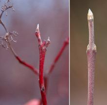 <p>small rectangular bark, red and green twigs, opposite</p>