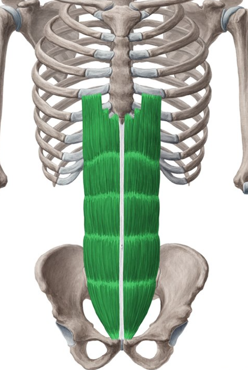 <p>Rectus abdominis origin</p>