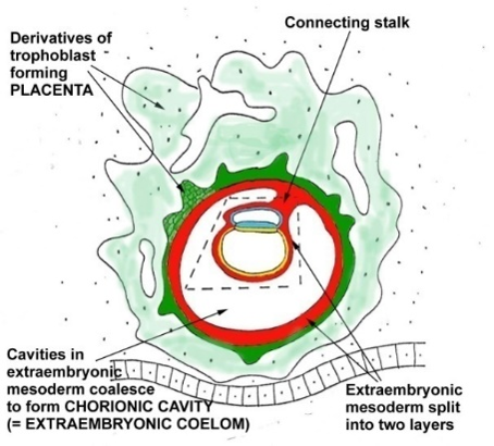 <p><mark data-color="purple">Summary of development of embryonic cavities</mark></p><p>Can you provide labels, descriptions, and an explanation of the elements within this diagram, detailing what it represents or illustrates?</p><p><mark data-color="green">Lecture Slide 18 </mark></p>