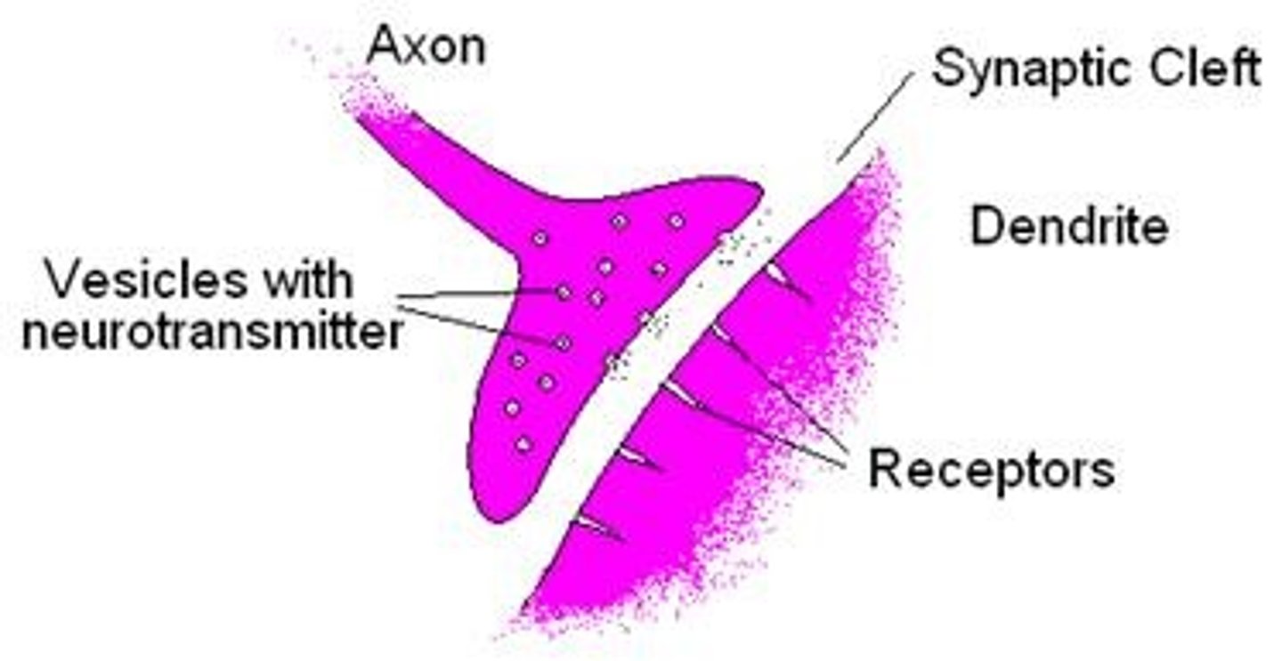<p>The narrow gap that separates the presynaptic neuron from the postsynaptic cell.</p>
