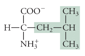 <p>Leu, L, Non-polar</p>