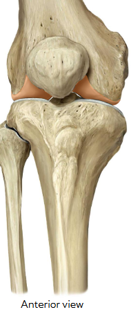 <p>name the articulation </p>