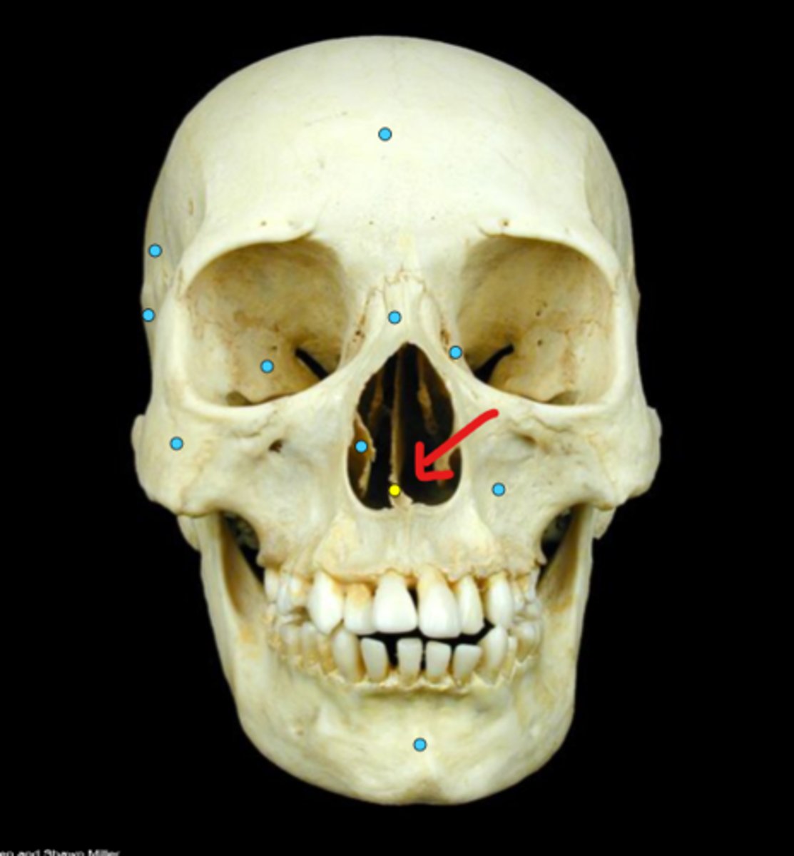 knowt flashcard image