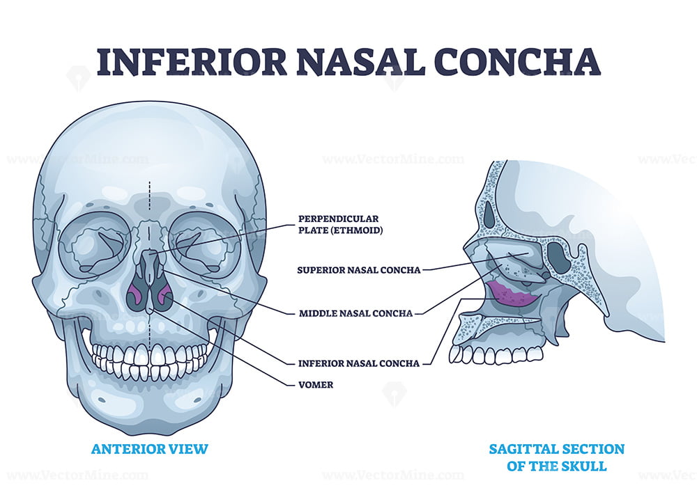 <p>“little hooks”, sides of nasal cavity</p>