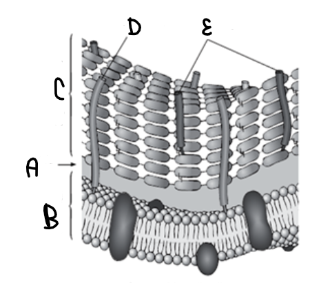 <p>Label Structures A-E in this diagram of gram-positive cell wall</p>