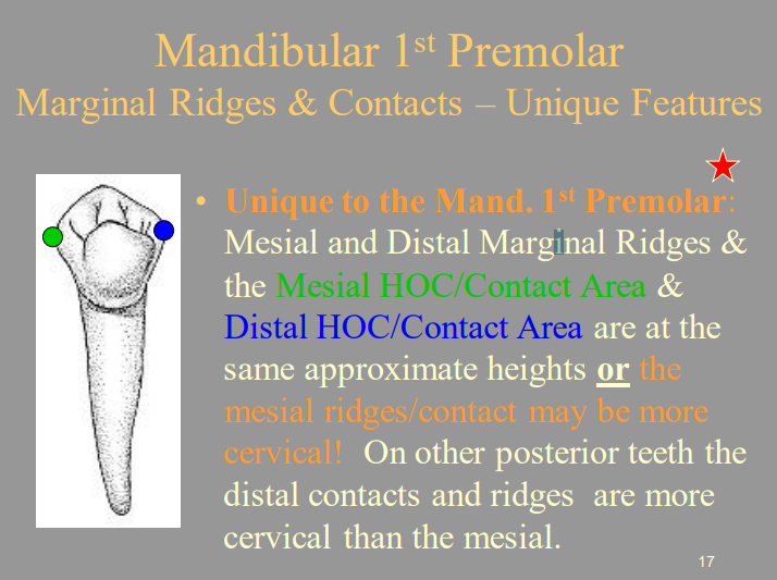 <p>C) They Are More Cervical</p>