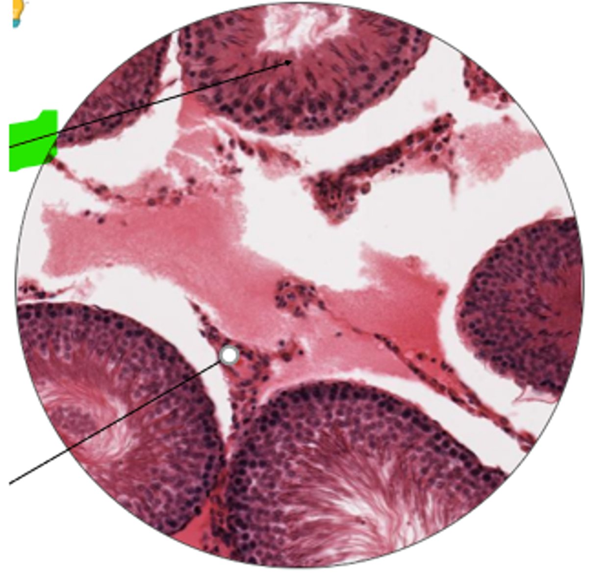 <p>name cell and organ</p>