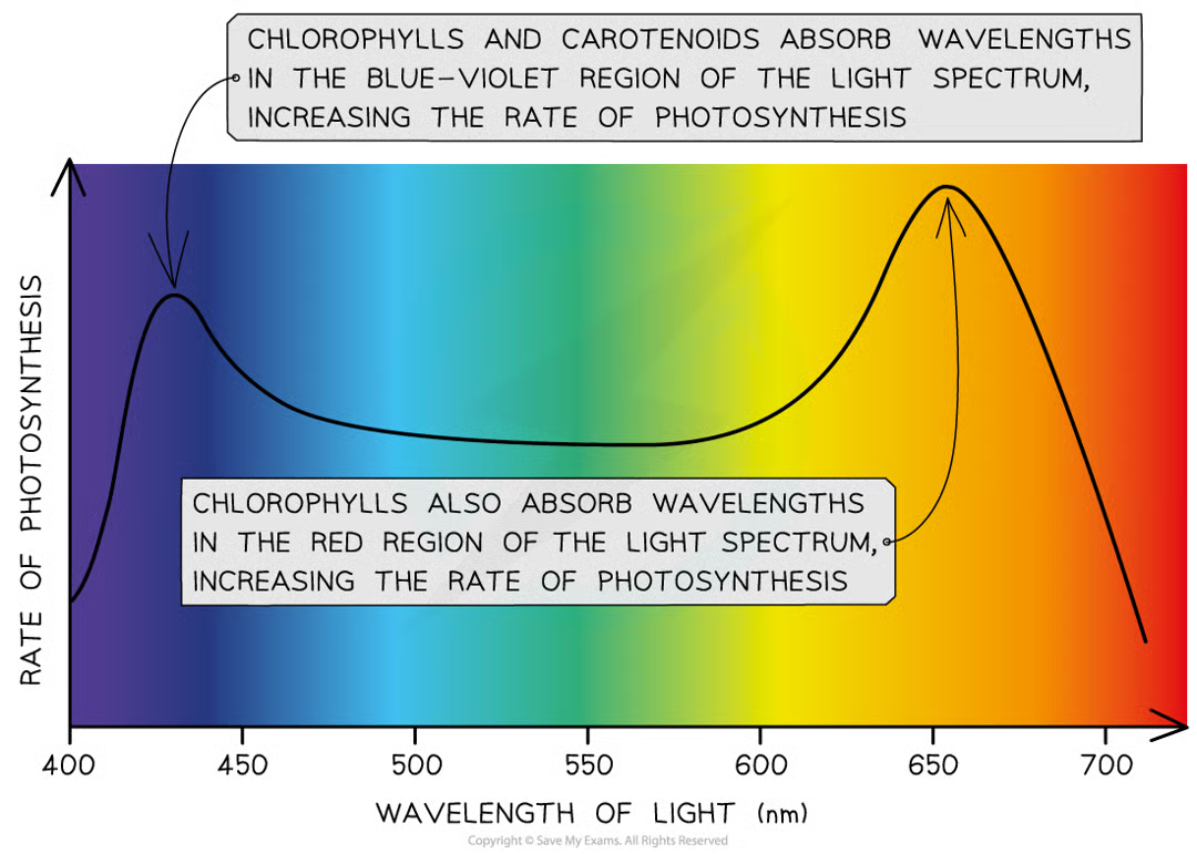 <p>graph that shows rate of photosyn at diff wl of light</p>