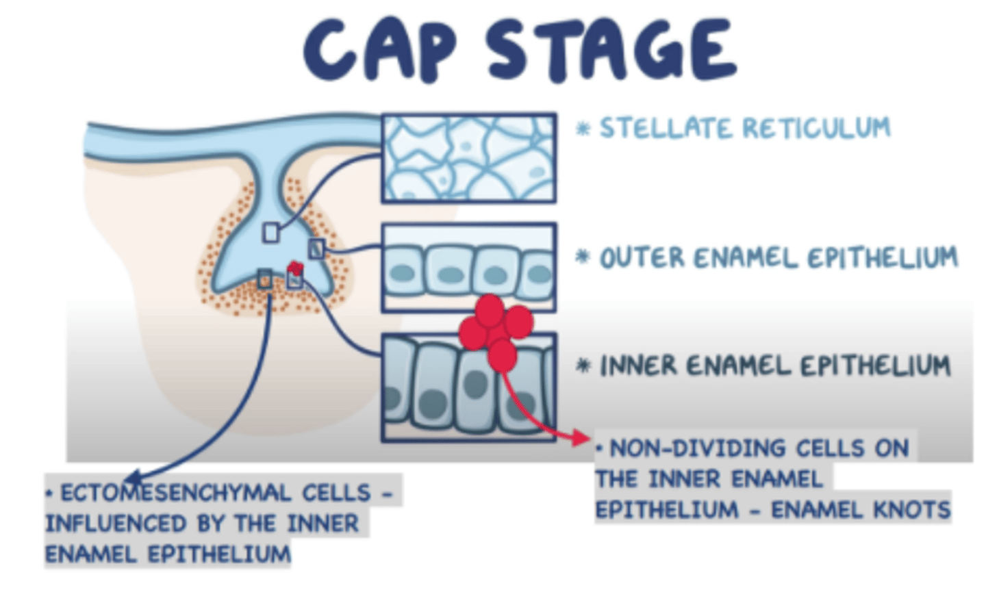 <p>Outer enamel epithelium (OEE), inner enamel epithelium (IEE), and stellate reticulum.</p>
