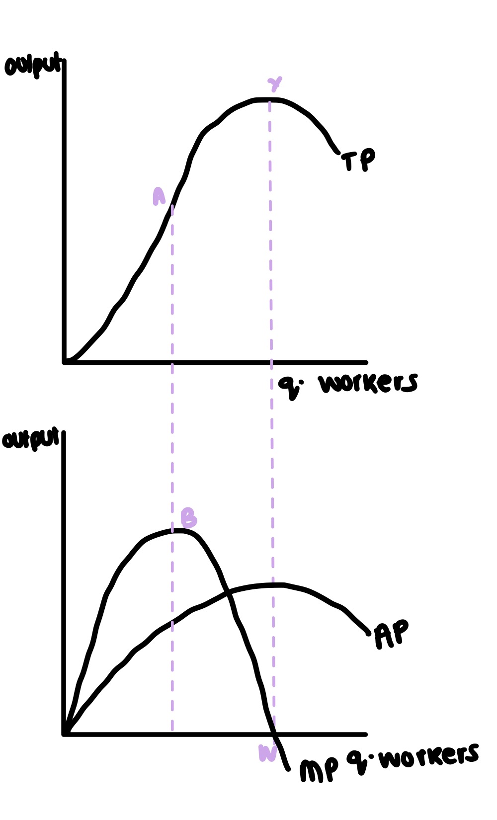 <ul><li><p>law begins to set in at point A as although total product is increasing it is no doing so at a diminishing rate </p></li><li><p>after point Y TP begins to fall as MP is now 0 which can be seen at point W </p></li><li><p>this means that beyond this point any addition workers will contribute negatively to MP thus diminishing marginal returns</p></li></ul>