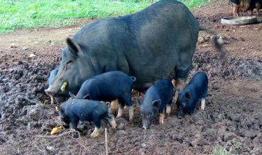 <p>Philippine Native Pig </p>