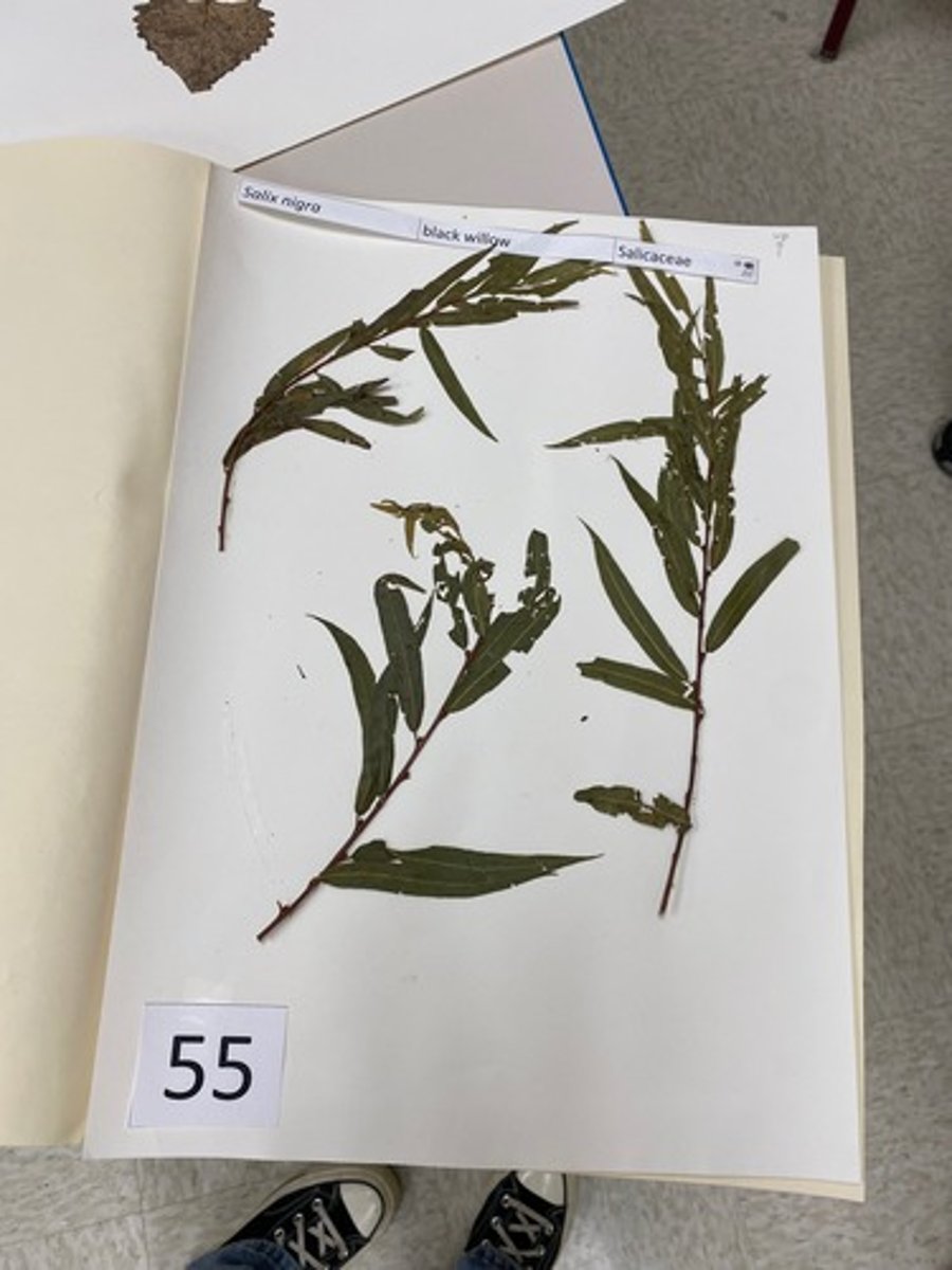 <p>Salix nigra (Salicaceae)</p>