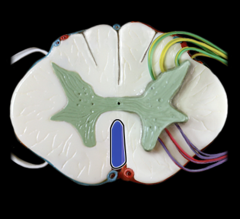 <p>What structure is shown?</p>
