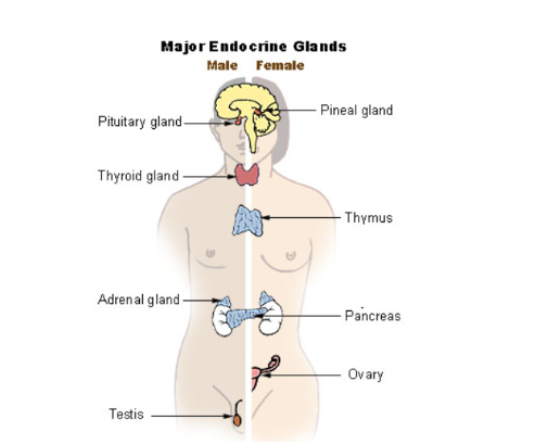 <p><span><span>Endocrine - Organs: hormone-producing glands. </span></span></p>