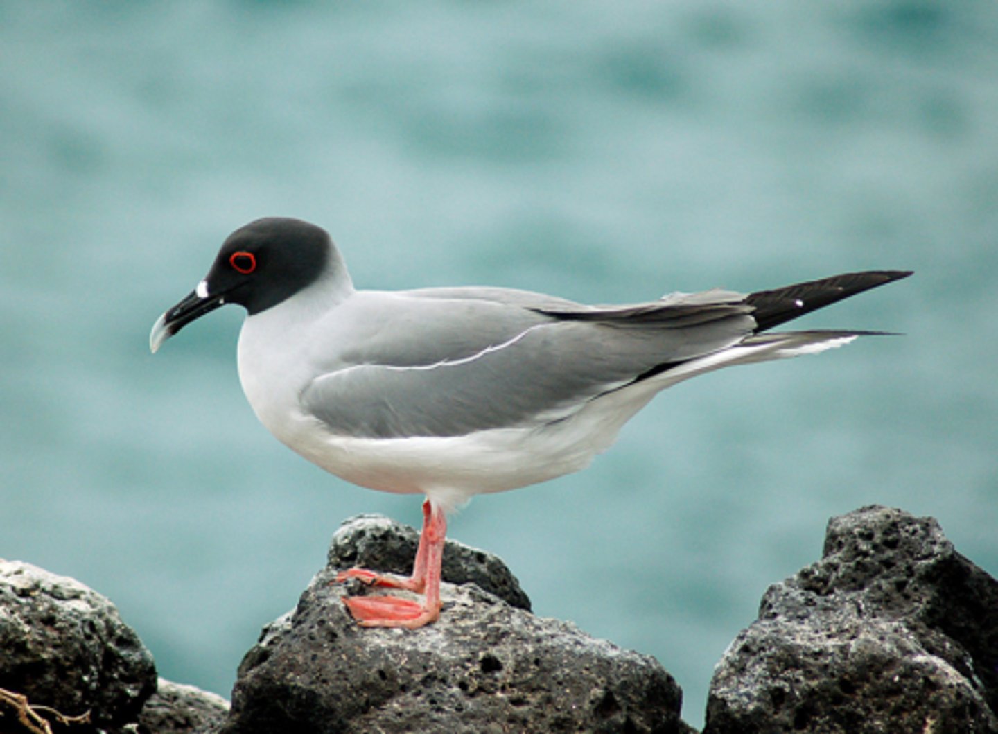 <p>Swallow-tailed Gull (11 facts)</p><p>- 2 Diet/Prey</p><p>- 2 Size/Color</p><p>- 6 Reproduction/Displays</p><p>- 1 Other</p>