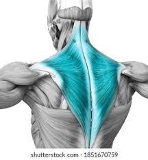 <p>posterior neck/shoulder </p>