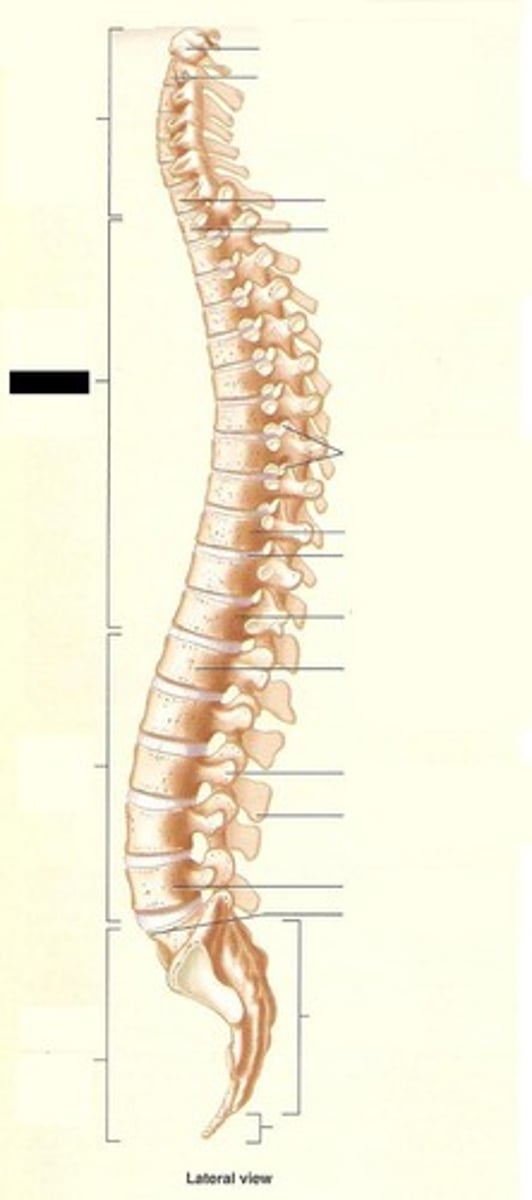 <p>series of irregularly shaped bones called vertebrae that houses the spinal cord</p>