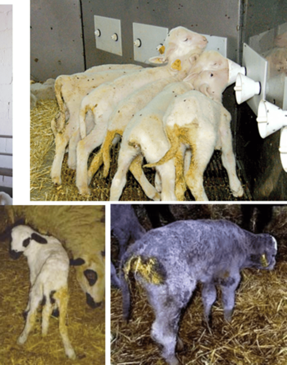 <p>Cryptosporidium parvum</p>