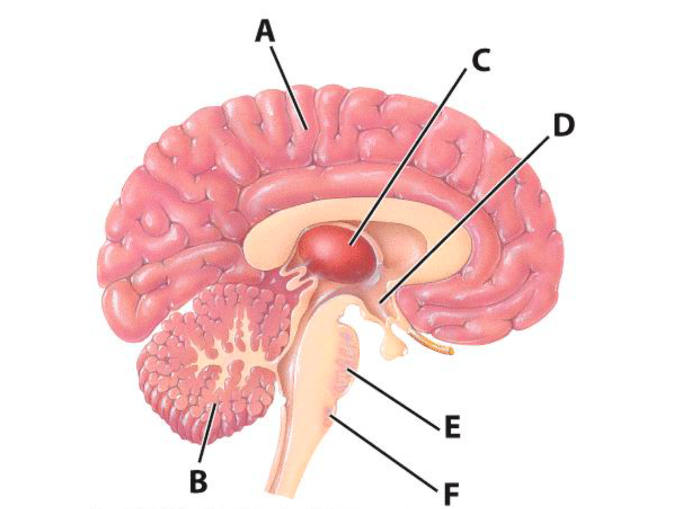 <p>Cerebellum</p>