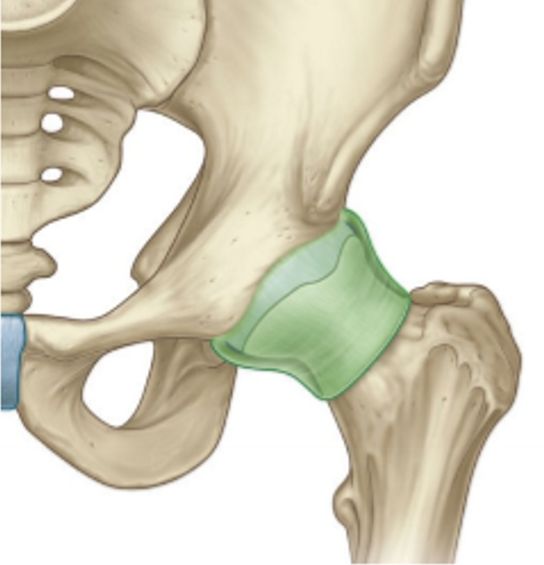 <p>Function of the synovial membrane </p>