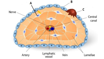 A - osteocyte

B - osteoblast

C - osteoclast