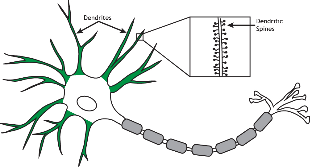 <p>Dendritic spines </p>