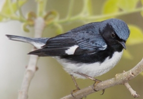 <p>Dendrocia caerulescens</p>
