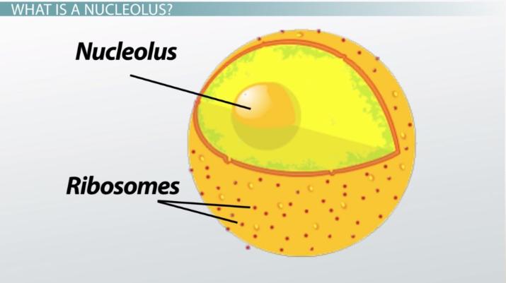 <p>(<span style="color: #3fe3ff"><strong>both</strong></span>) Inside of the nucleus</p><p>Makes rRna which makes up ribosomes</p>