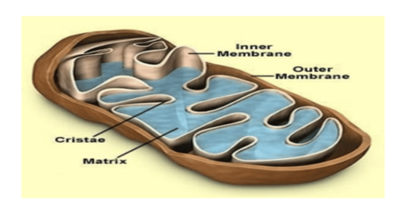 <p>In electron micrographs of cells the mitochondria appears as what? </p>