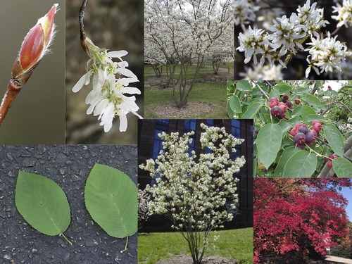 ROSACEAE (rose family)
-small to medium deciduous tree (30 ft max)
-*multi-stemed*
-simple, alternate arr. 
-serrate margins
-spring blooms with drooping racime of 10 inches
-summer berries (taste good)
-elliptic to ovate