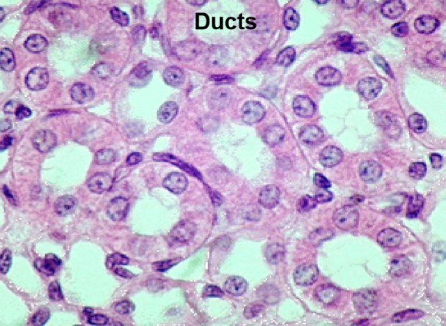 <p>What type of epithelium is this?</p>
