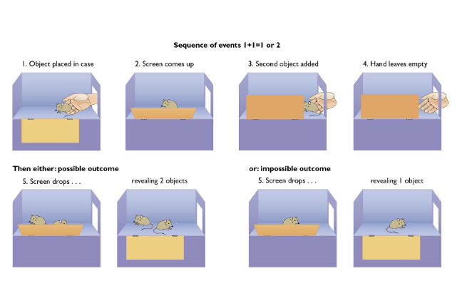 <p>yes!</p><ul><li><p><span>Child is more surprised by impossible outcome</span></p></li><li><p><span>They expected the addition of the two rats</span></p></li></ul><p></p>