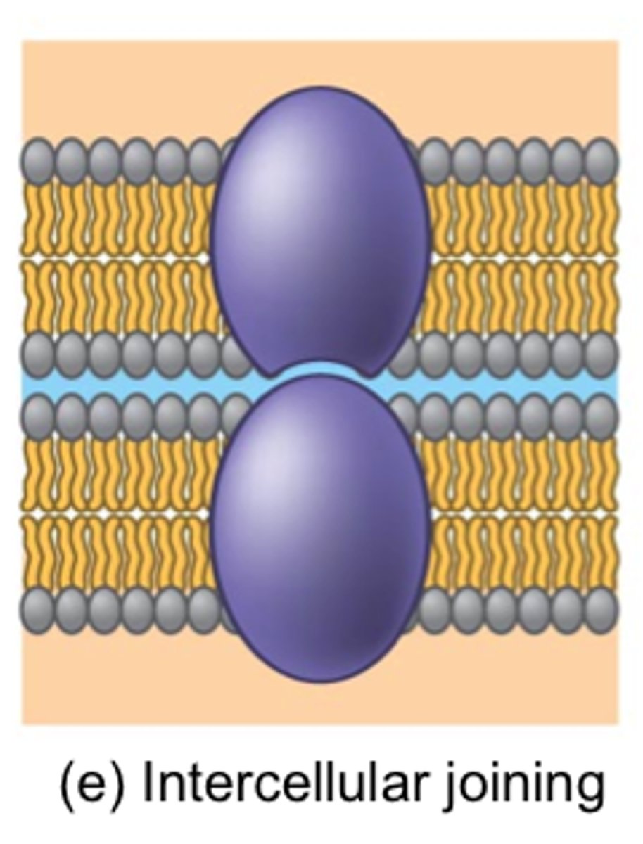 <p>of adjacent cells with gap or tight junctions.</p>