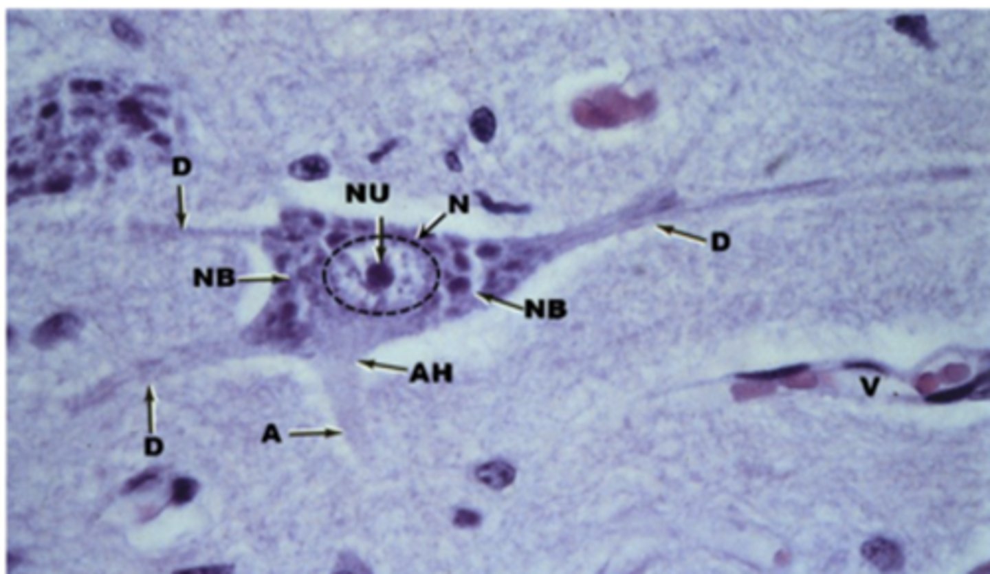 <p>Identify the cell</p>
