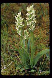 Northern green orchid