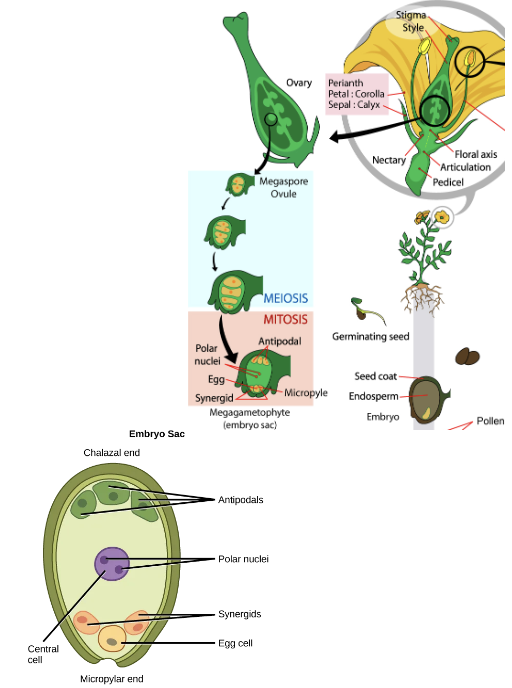 <ul><li><p>megasporogenesis via meiosis &gt; 4 megaspores (3 small, 1 large)</p></li><li><p>megagametogenesis via mitosis to produce 8 nucleate, 7 celled gametophyte</p></li></ul><p></p>