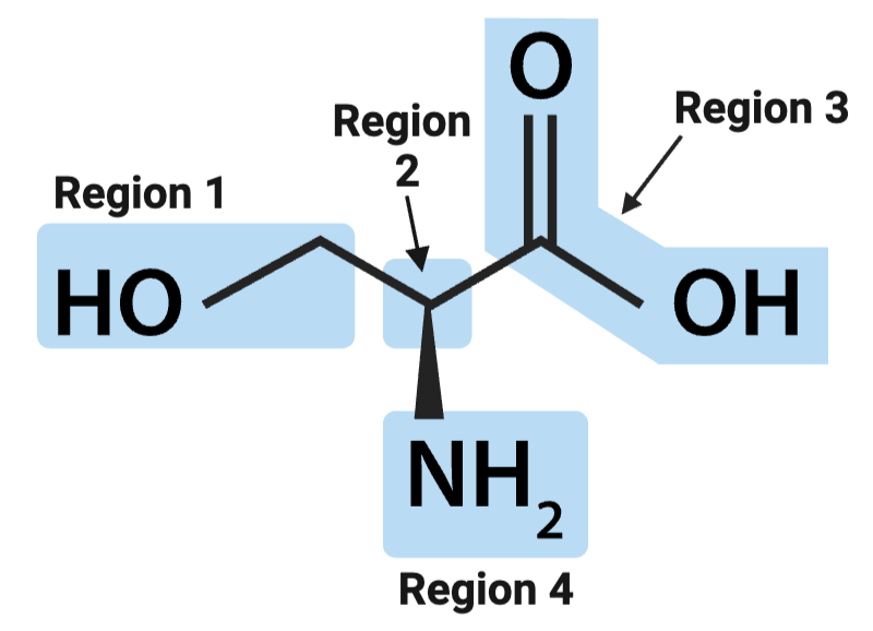 <p><span>True or False? The position of the alpha carbon changes from amino acid to amino acid.</span></p>